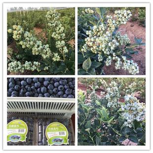 精品薄务蓝莓苗蓝莓果树