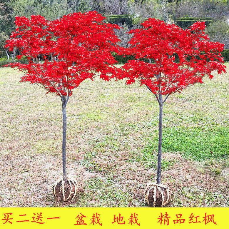 枫叶树苗红枫小苗树木盆栽适合院子种的院子植物珍贵