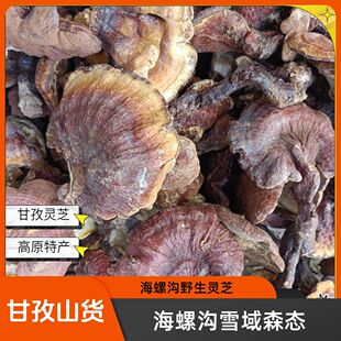 甘孜海螺沟特产高原正宗野生紫灵芝整枝2025新品干货煲汤泡水包邮