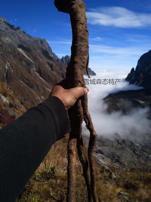 野生高原晒干滋补养身包邮当归