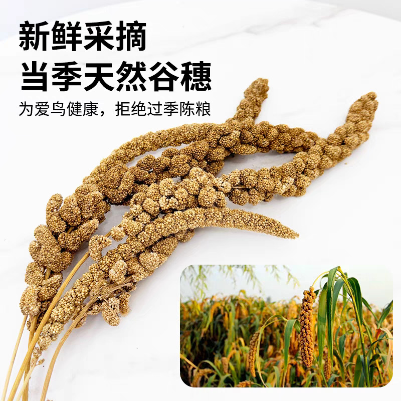 天然谷穗麦穗条 黄谷穗 鹦鹉零食虎皮玄风牡丹和尚小太