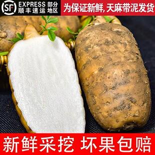 贵州新鲜天麻正宗天齐天麻大方德江仿野生天麻现挖现发带泥炖汤