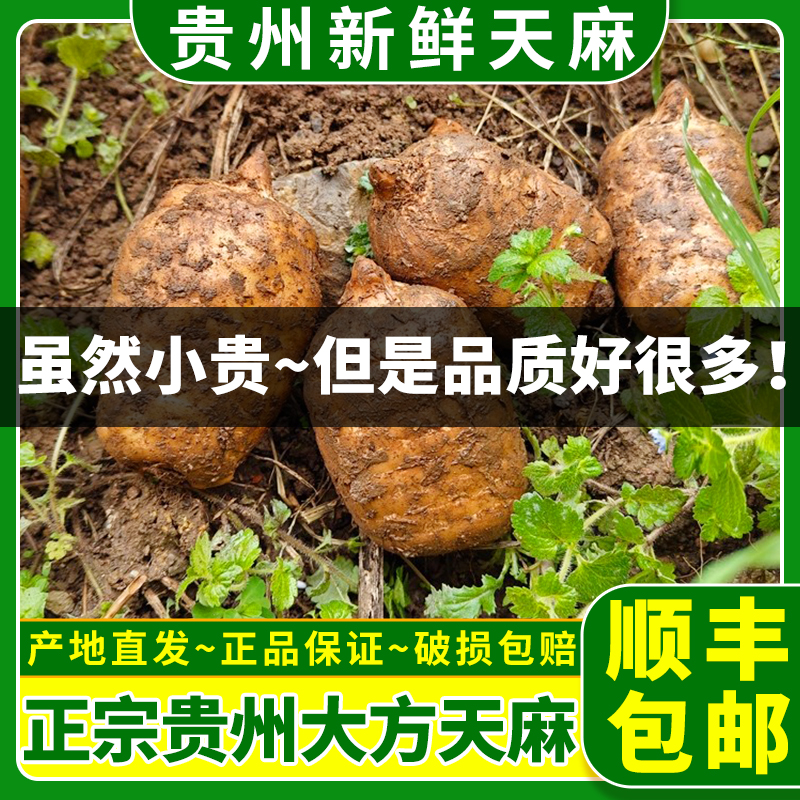 贵州新鲜天麻正宗天齐天麻大方德江仿野生天麻现挖现发带泥炖汤