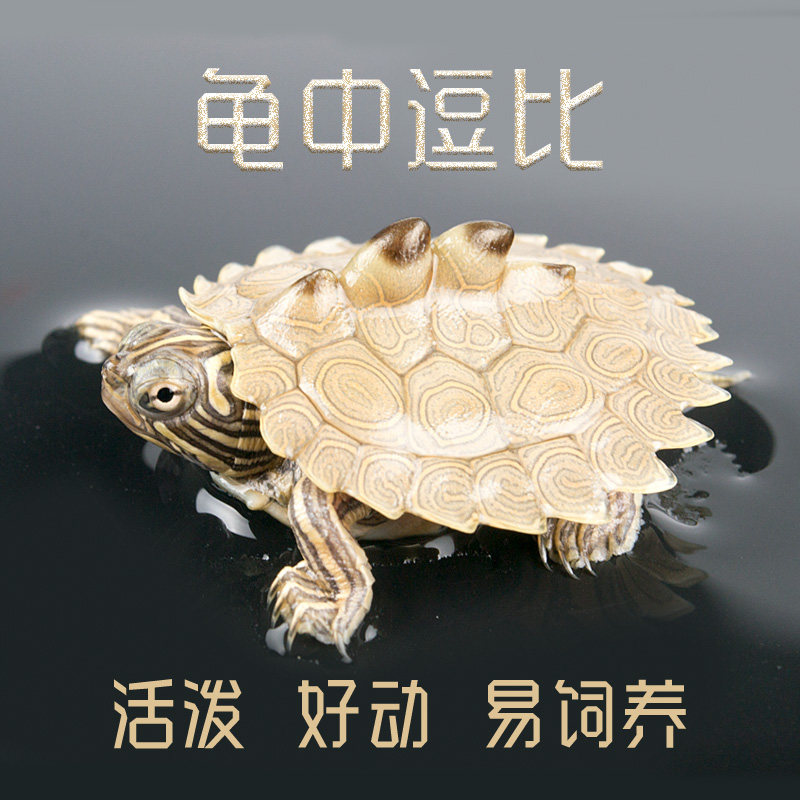 水龟王国深水清道夫吃鱼粪便屎黄龟/鳖