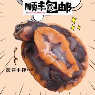 水龟王国深水乌龟吃粪龟观赏圆澳龟圆奥园奥龟园澳忍者龟黄头龟