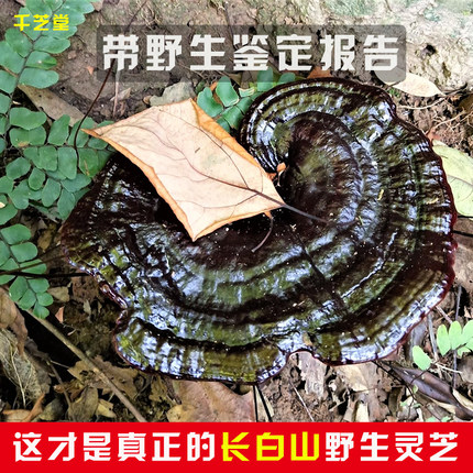 【东北长白山直发】野生黑灵芝干货深山紫赤林芝泡酒天然正品250g