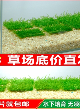 水下培育大三角莫斯moss草坪散称莫丝阴性绿色水草经典造景虾搭配