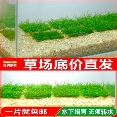 超好养懒人水草入门级莫斯草坪
