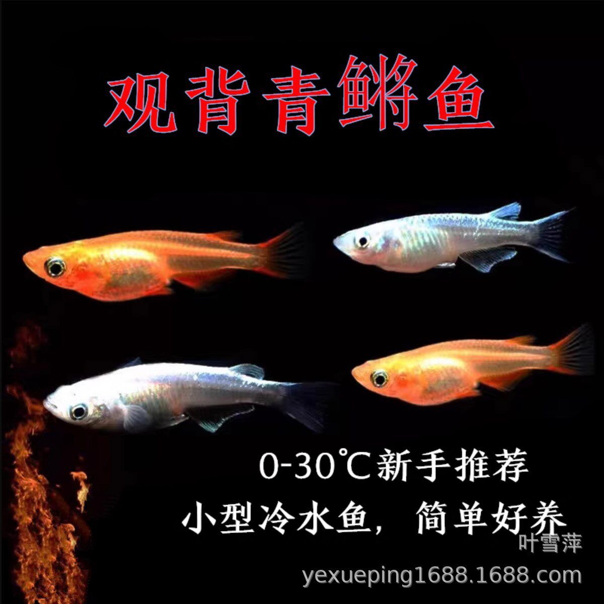 观背青鳉鱼活体冷水鱼白金橘红观背鱼淡水古法草缸观赏鱼渔场批发