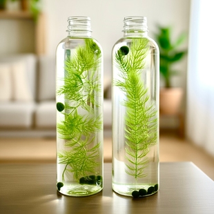 整套带水发货治愈系marimo幸福藻球生态水草瓶办公室桌面萌宠绿植