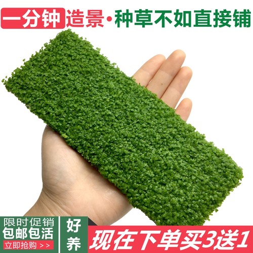 迷你小圆叶草坪网片鱼缸造景植物