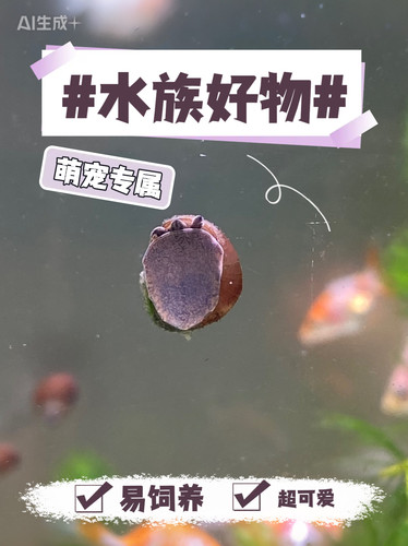 鱼缸水族箱除藻活体宠物螺清洁螺溪流缸石螺