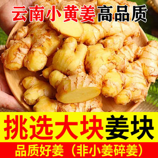 云南大姜正宗小黄姜老生姜新鲜现挖新姜嫩姜仔姜月子姜农家自种