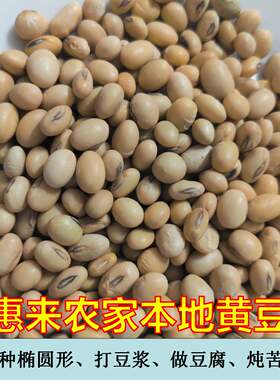 惠来农家本地老品种椭圆形黄豆
