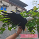 仿真羽毛老鹰模型摄影拍摄道具cos装 饰鹰动物办公室桌面金雕摆件