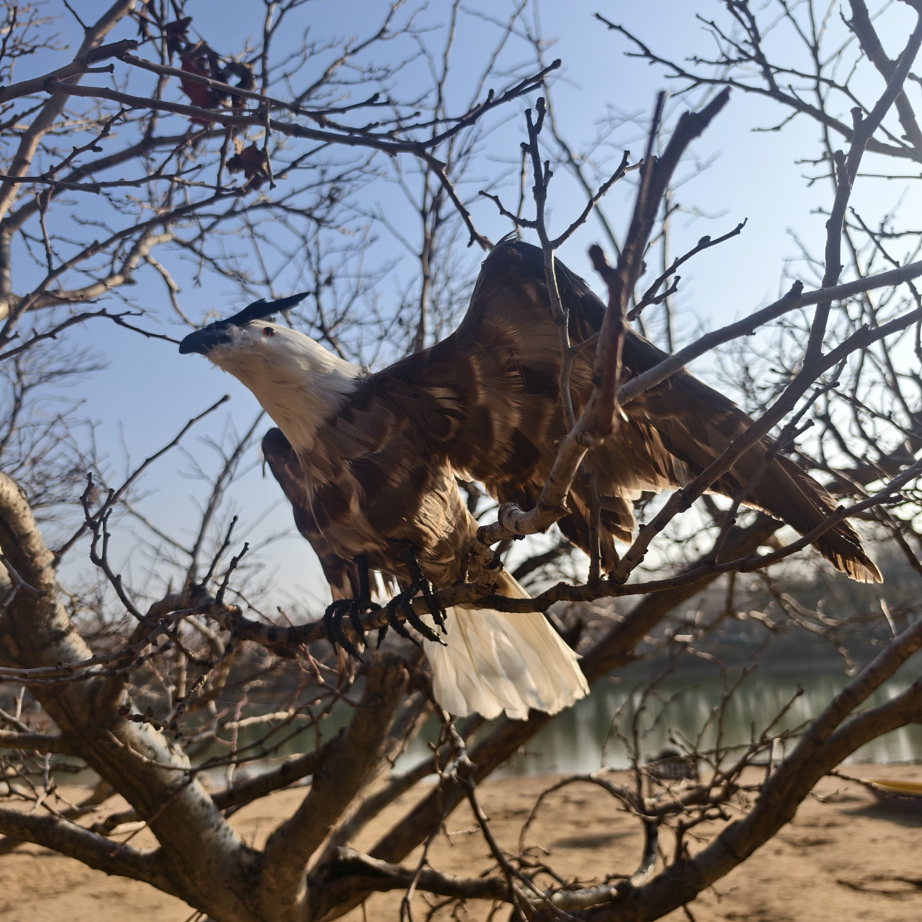 现代简约老鹰造型户外落地摆件纯手工动物装饰品可定制,家居饰品,户外/庭院摆件,淘宝优惠券,粉丝福利购,淘宝优惠卷