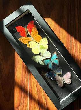 彩虹蝴蝶标本框立体中空