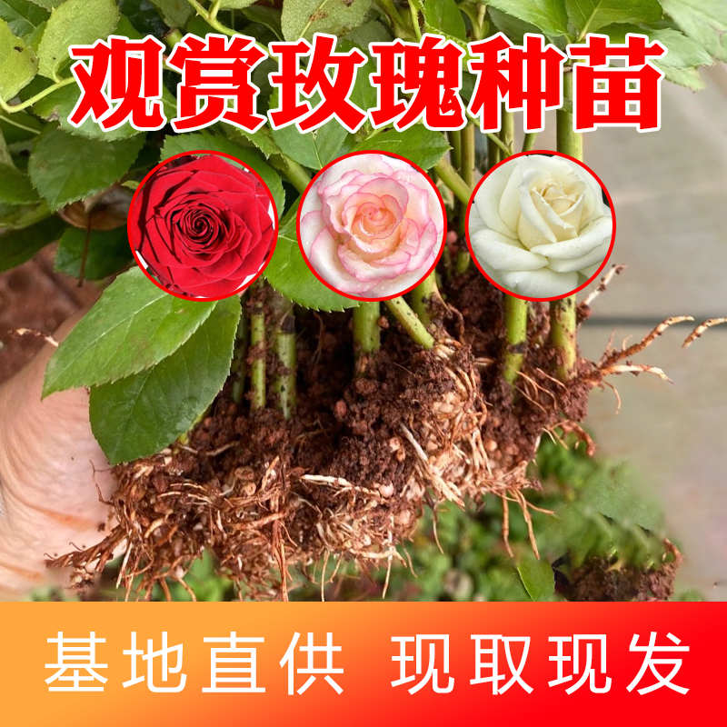 12.8元10棵 红玫瑰花苗大花种苗多色卡罗拉蔷薇爬藤月季花苗小苗