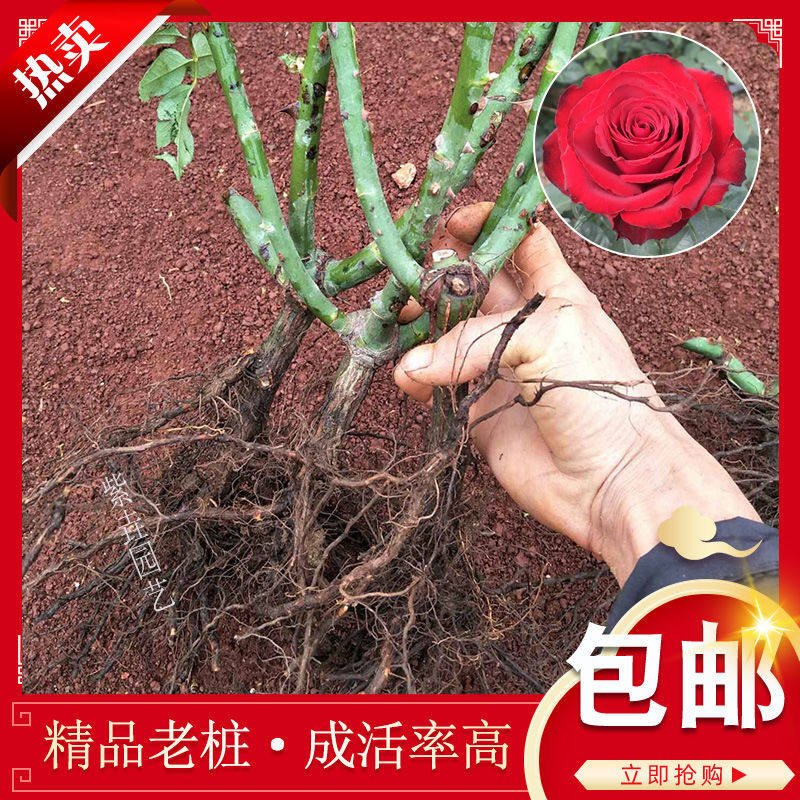 好养活包邮云南昆明玫瑰花苗老根大苗多色老桩种苗月季花苗盆栽苗