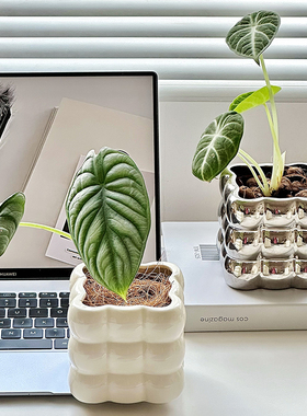 花盆轻奢高级感家用水培轻奢蝴蝶兰绿萝艺术风客厅白色创意兰摆件