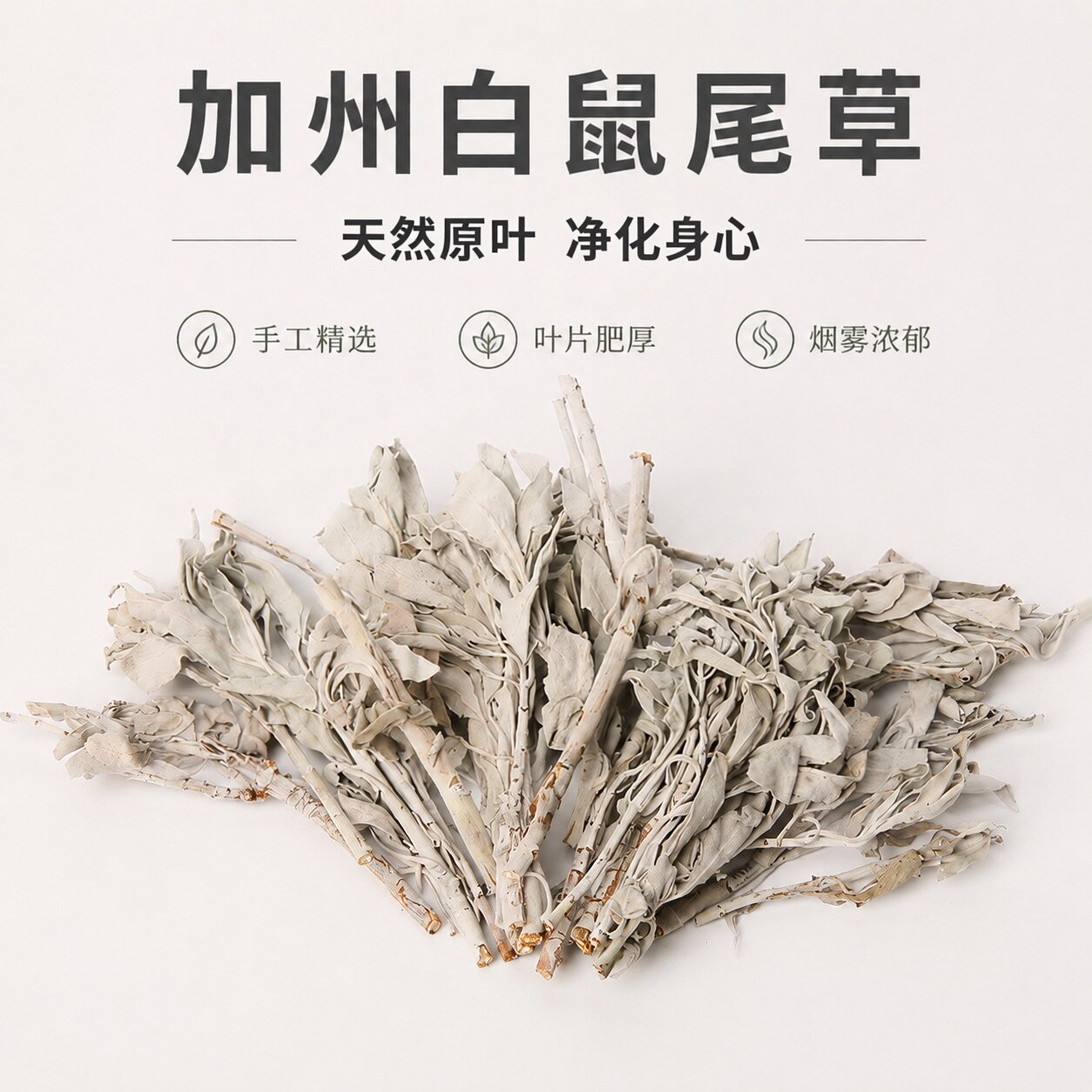 手工采摘加州白鼠尾草净化香薰