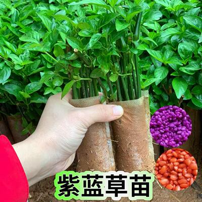 新鲜红蓝草苗紫蓝草苗四季可种可盆栽易种植五色糯米饭染料