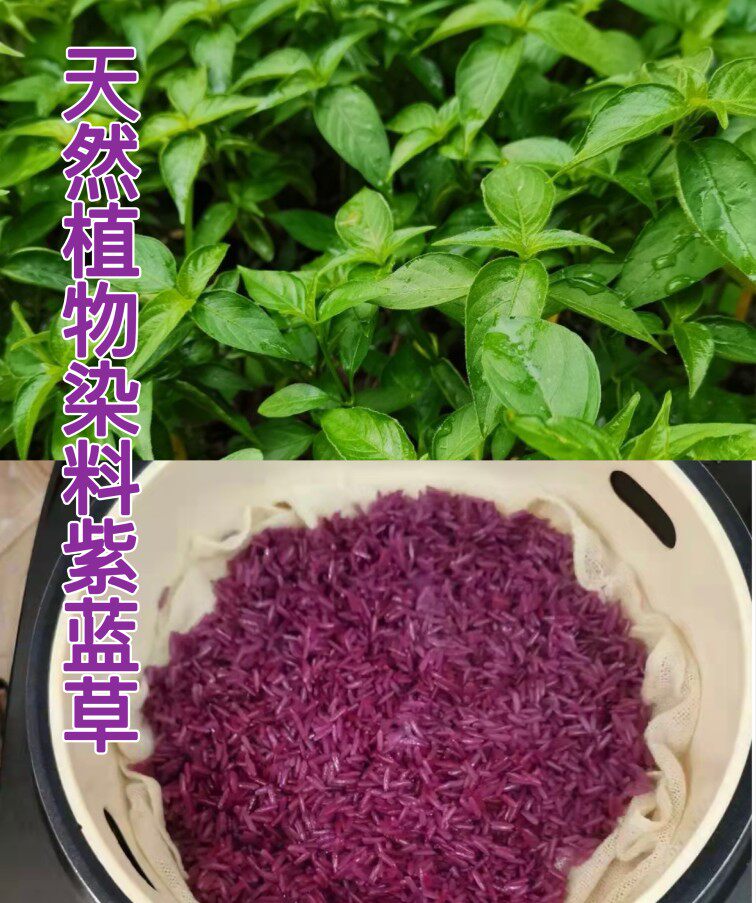 广西特产五色糯米饭花米饭纯天然植物染料五彩米紫蓝草包邮