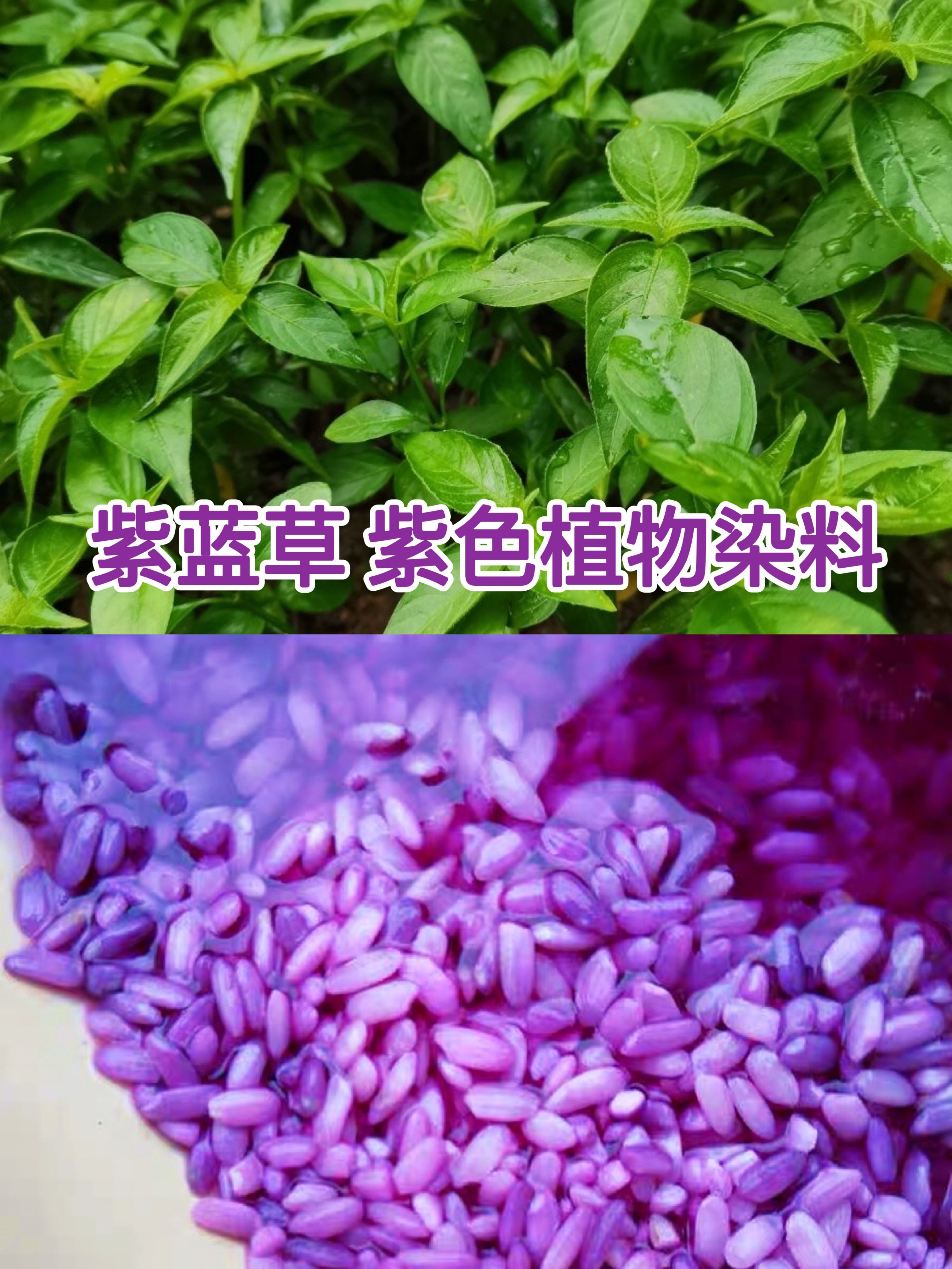 新鲜红蓝草紫蓝草广西五色糯米饭紫米饭植物天然染料