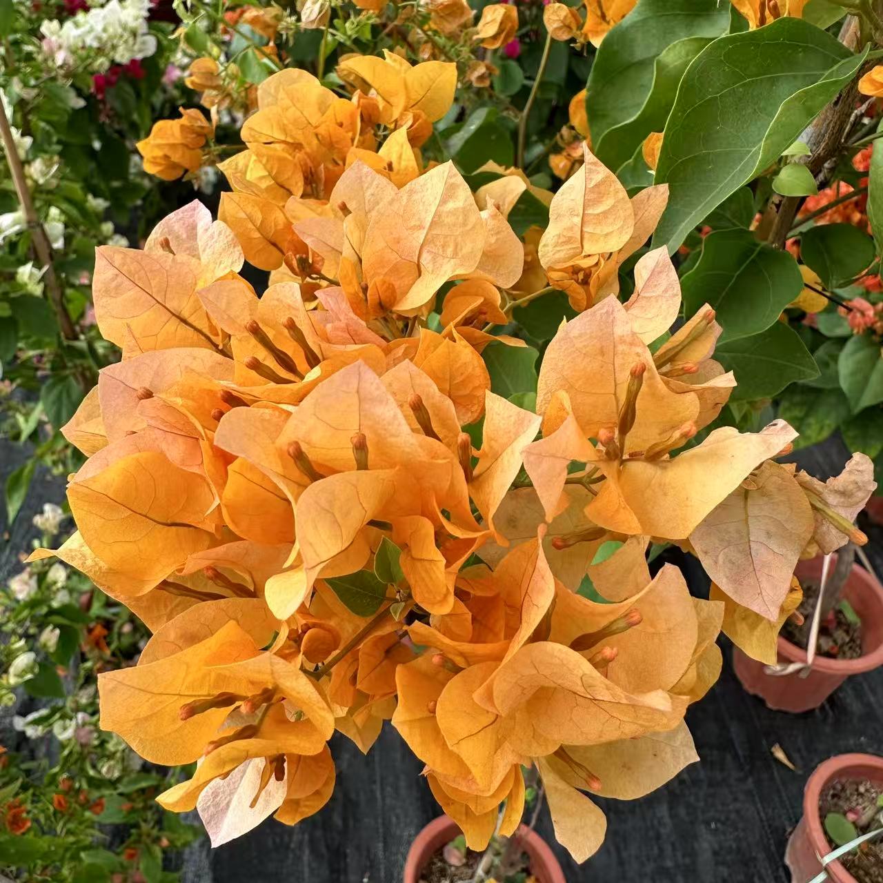 三角梅高飘原生  一物一拍链接