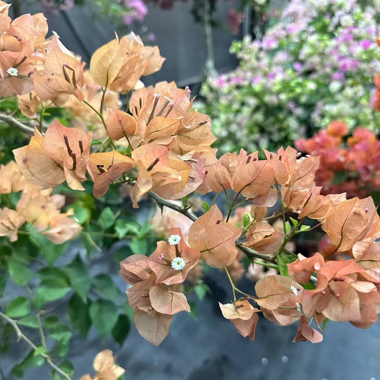 三花园艺三角梅高飘原生老桩一物一拍绿植花卉盆栽阳台基地直发