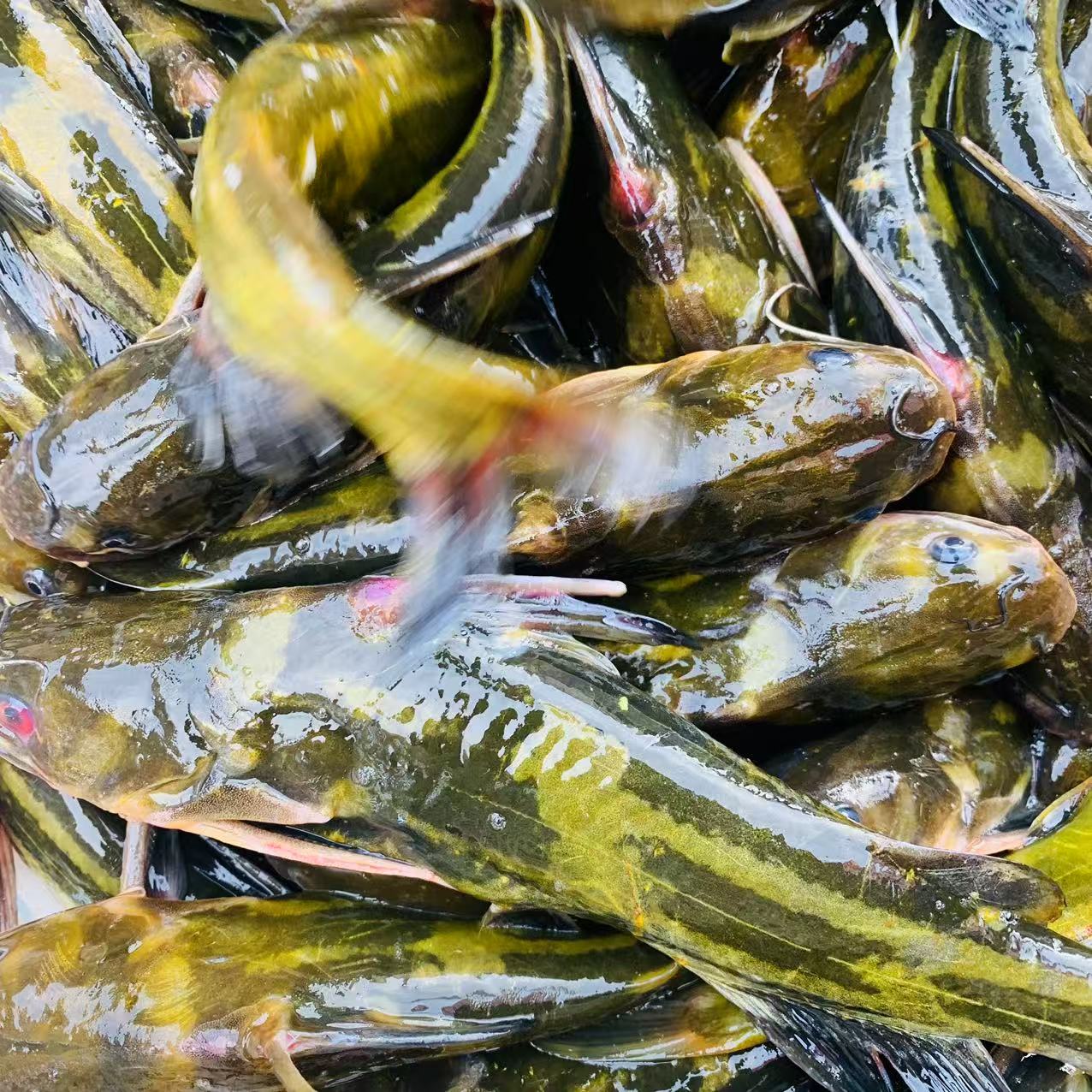 黑龙江抚远特产纯江鱼嘎牙子鱼黄颡鱼黄辣丁4斤顺丰包邮