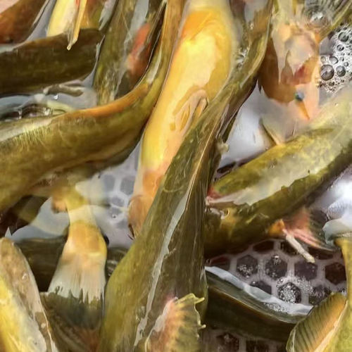 黑龙江特产纯江牛尾巴鱼乌苏里江拟鲿4斤顺丰包邮