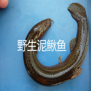 黑龙江东北抚远县特产大泥鳅鲜活大泥鳅鱼4斤顺丰包邮