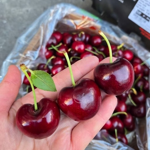 空运智利进口LAPINS拉宾斯5J车厘子 新鲜嘎嘣脆甜大樱桃
