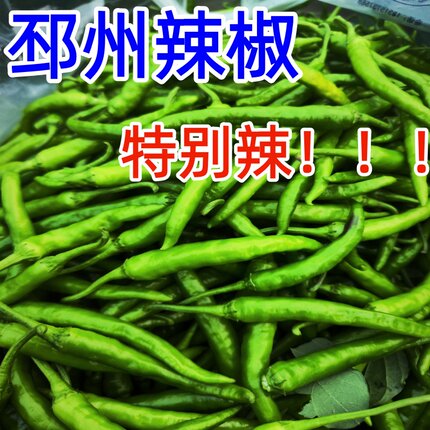 辣椒 徐州新鲜辣椒辣妹子特辣鲜椒邳州鲜辣椒现摘零售批发尖椒