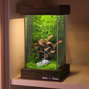 苔藓微景观生态雨林缸桌面宿舍摆件盆栽植物办公室diy生态瓶礼物