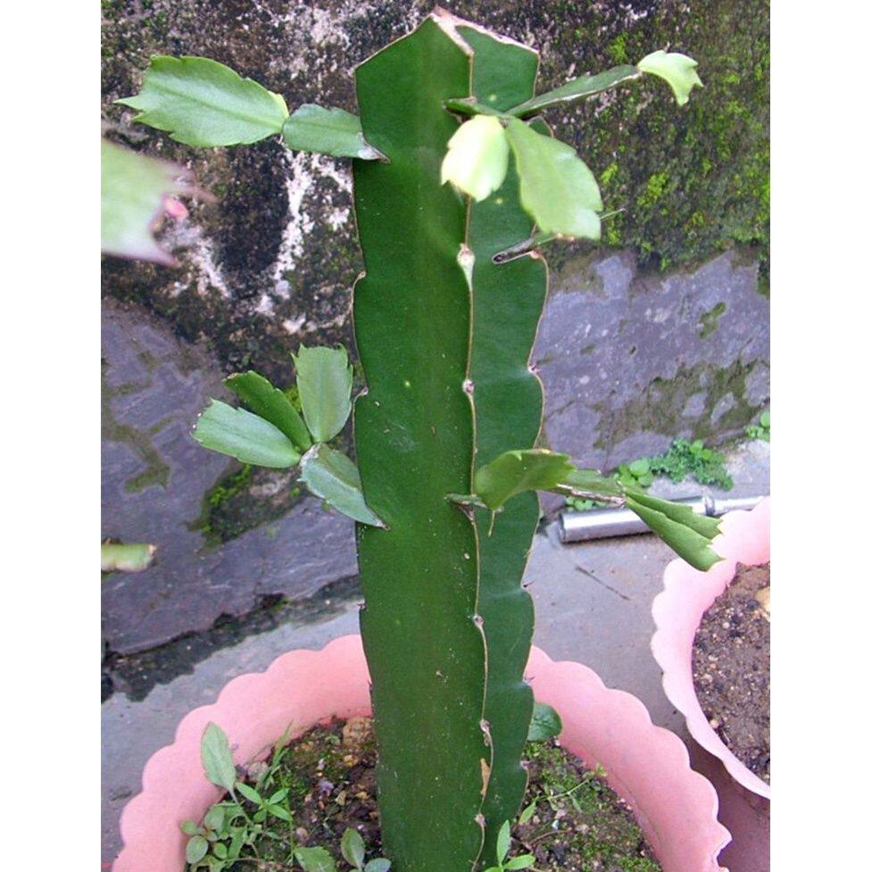嫁接砧木三角柱三棱箭多肉植物可以做嫁接蟹爪兰砧木多肉植物包邮