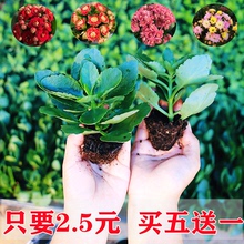 长寿花苗盆栽重瓣巴黎长寿宫灯不带花苞室内易活四季开花花卉植物