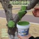 植物伤口愈合剂树杆涂抹剂愈伤膏切口涂补剂杀菌消毒促愈合成膜好