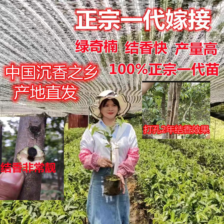正宗一代奇楠沉香苗嫁接绿奇楠蓝香白奇香霸红骨凹身树心棋免打孔