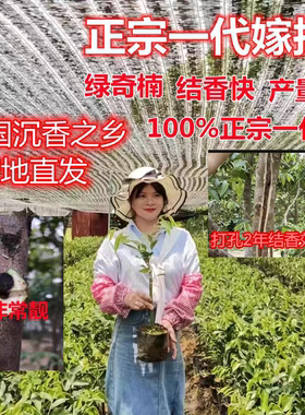 一代沉香绿奇楠沉香树苗结香沉水