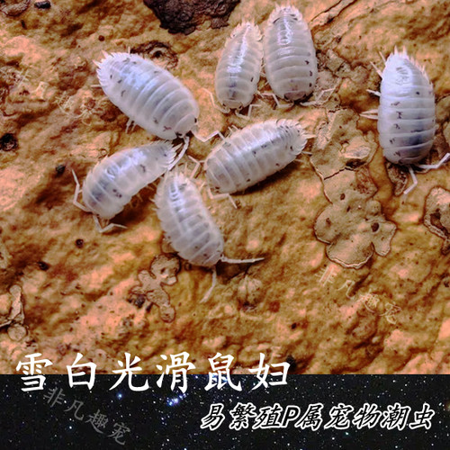 雪白光滑鼠妇西瓜虫潮虫