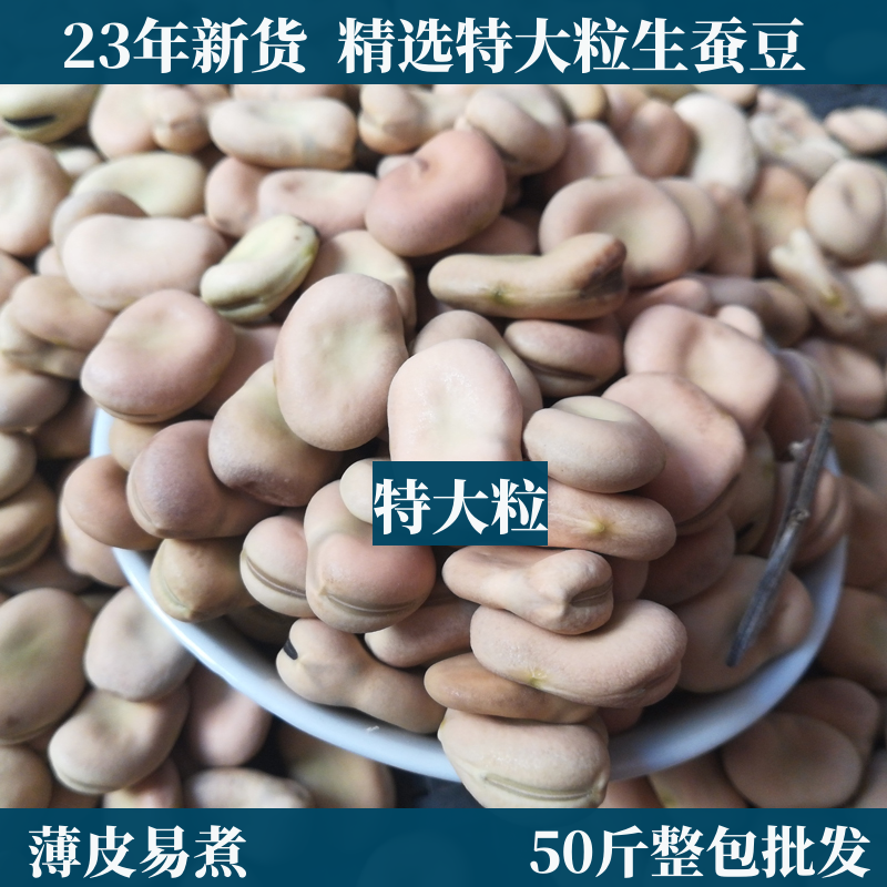 1-5斤生蚕豆新货干蚕豆农家白皮红皮蚕豆罗汉豆胡豆可发芽