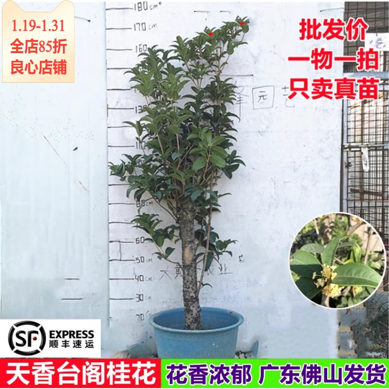 正宗天香台阁桂花苗黄金桂花香味浓花期长南方阳台庭院盆栽树苗