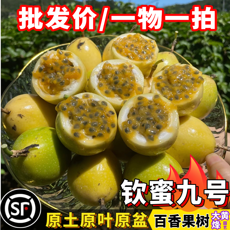 钦蜜九号黄金甜百香果苗纯甜多汁
