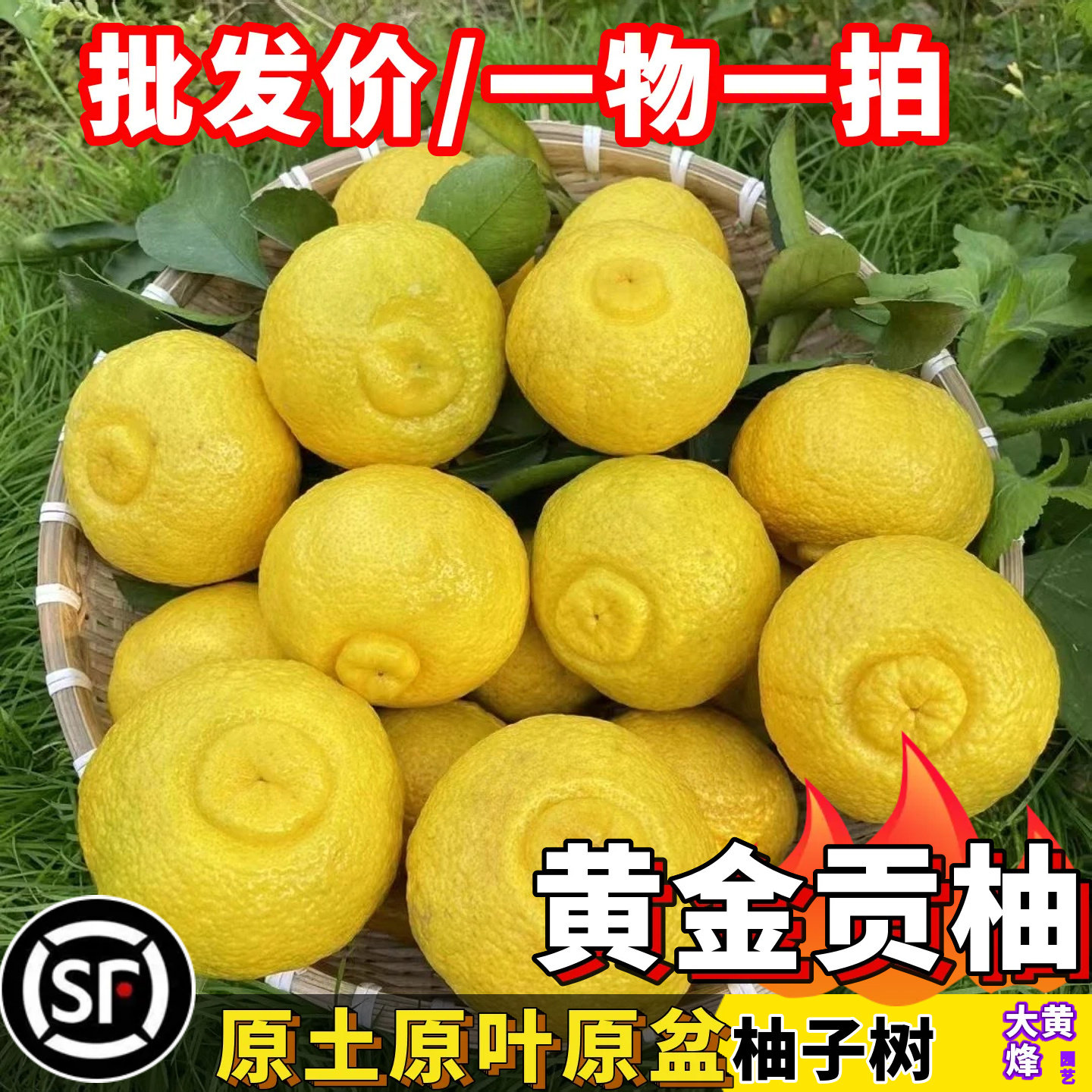 黄金贡柚树苗南方盆栽易成活