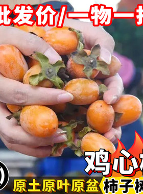 柿子树苗正宗鸡心柿子脆柿子嫁接苗当年结果南方阳台庭院盆栽果树