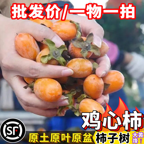 柿子树苗正宗鸡心柿子脆柿子嫁接苗当年结果南方阳台庭院盆栽果树