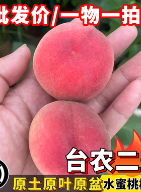 桃子树苗台农2号水蜜桃鹰嘴桃嫁接苗当年结果一物一拍南方盆栽树