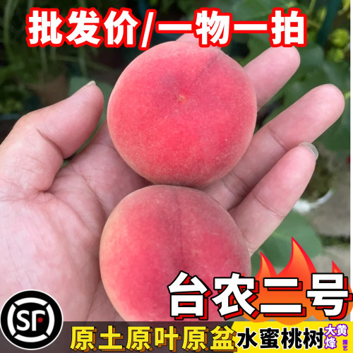 台农2号水蜜桃鹰嘴桃当年结果树